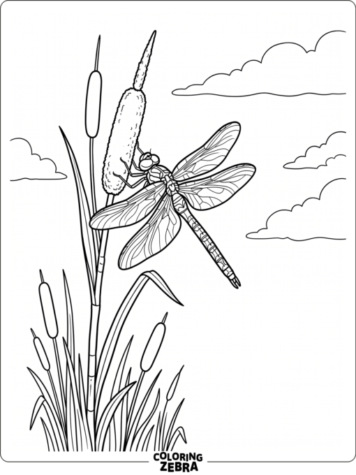 A dragonfly sitting on a cattail stem