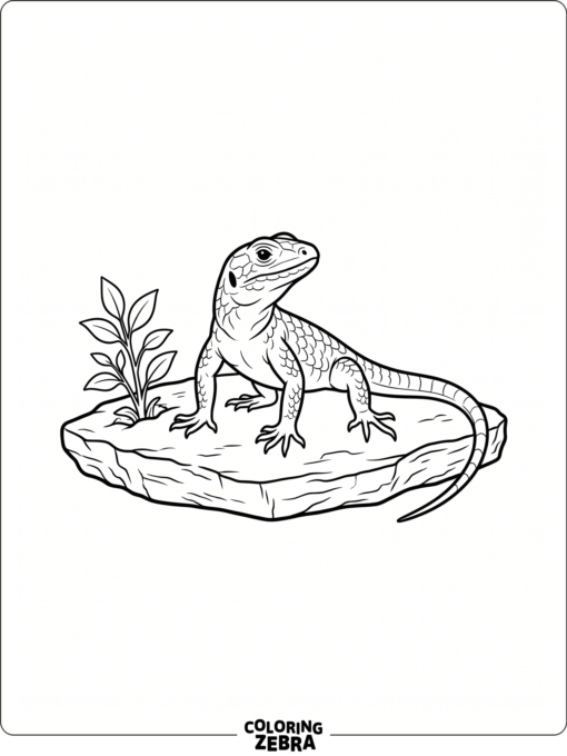 A plain lizard standing on a rock