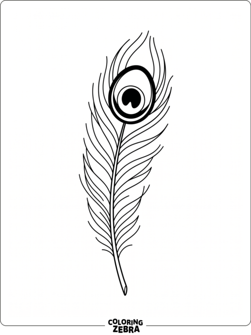 A simple peacock feather with a broad eye spot