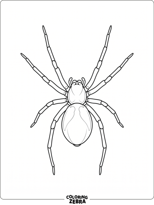 A plain spider with clean lines and no background