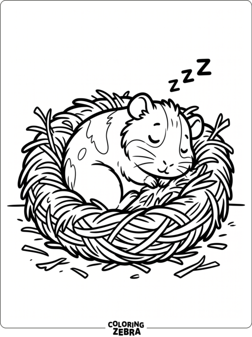 A sleeping guinea pig curled up in hay