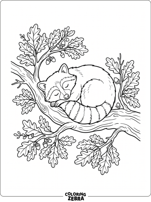 A sleeping raccoon curled up on a branch