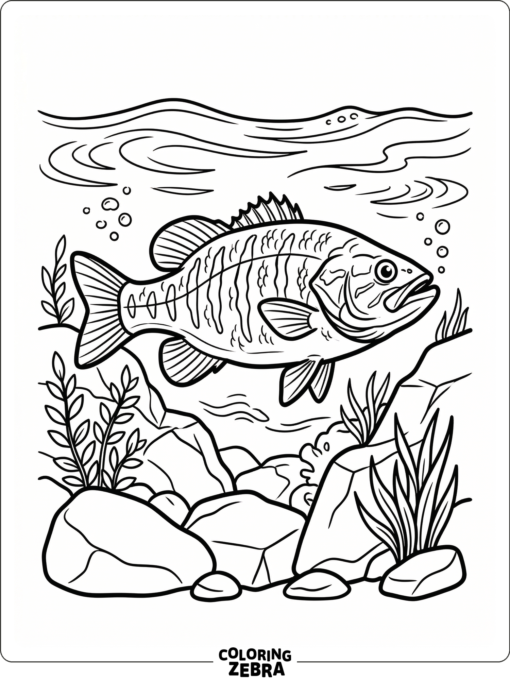 A smallmouth bass swimming by rocks