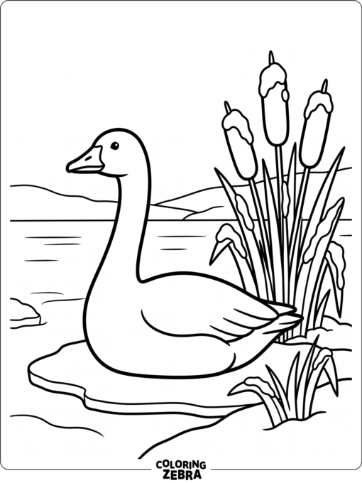 A snow goose resting on ice near cattails