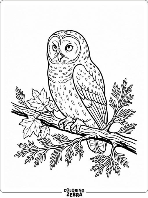 A spotted owl on a cedar branch