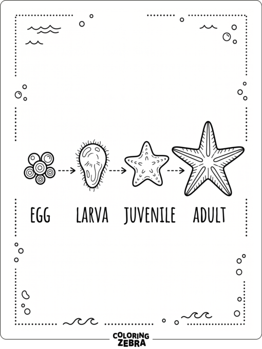 A starfish life cycle diagram with three stages