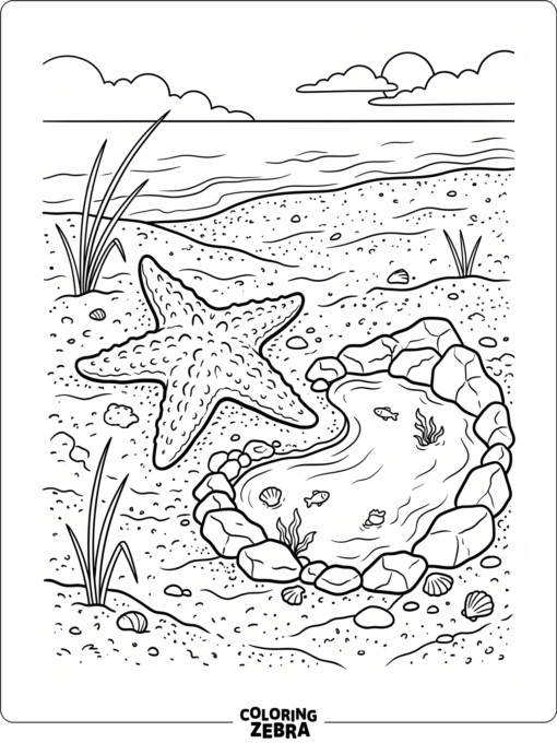 A starfish on a beach near a tide pool