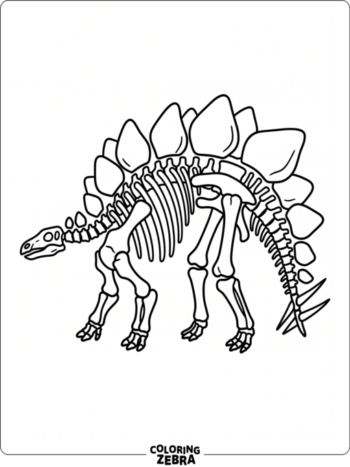 A stegosaurus skeleton with clean bone shapes