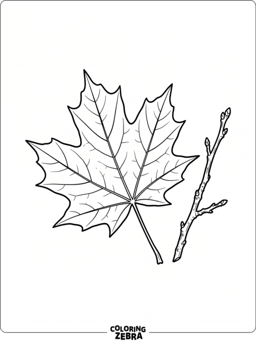 A sugar maple leaf with wide pointed lobes