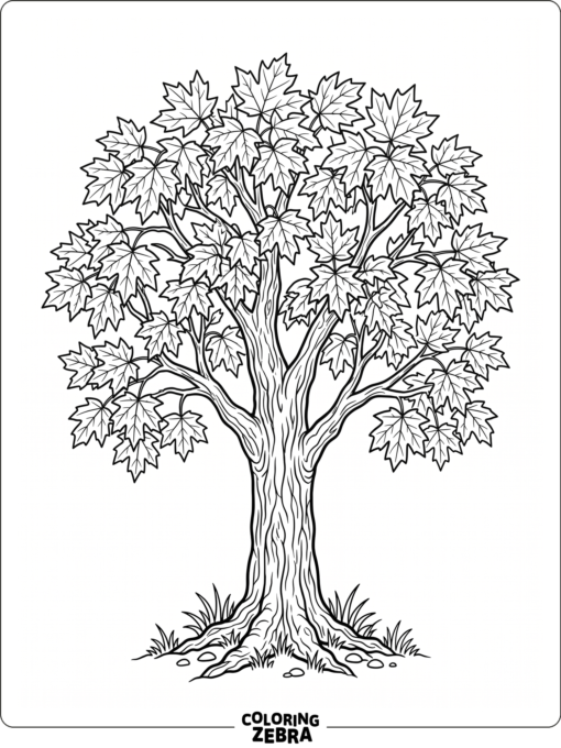A sugar maple tree with lobed leaves