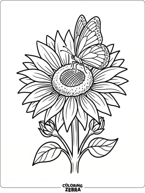 A butterfly on a sunflower
