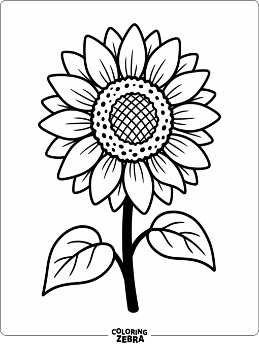 A sunflower with broad petals and a textured center