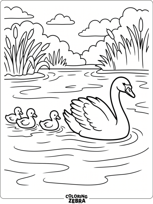 An adult swan swimming with three cygnets