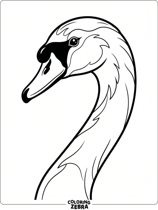 A close-up swan head with a curved beak