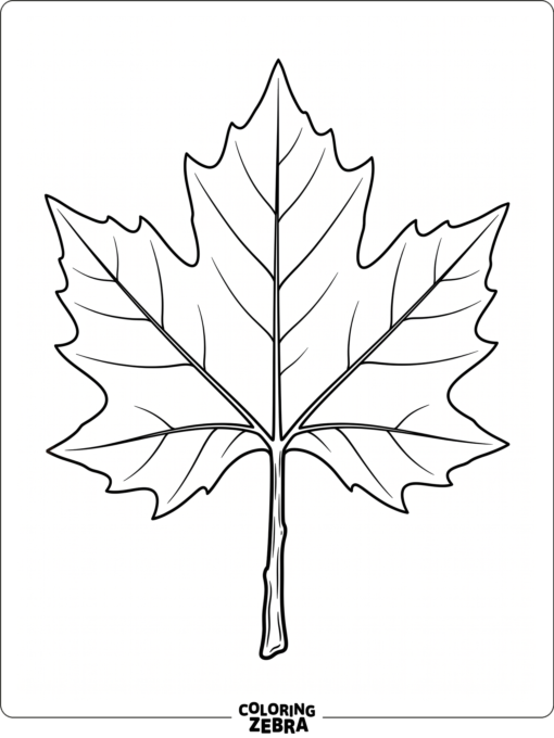 A sycamore leaf with wide rounded lobes