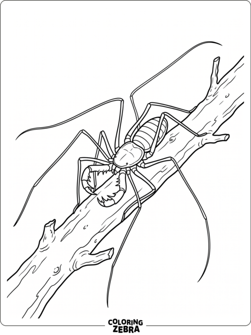 A tailless whip scorpion on a branch