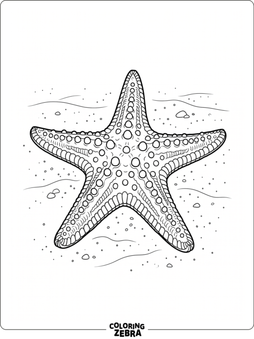 A starfish with raised bumps and ridged arms on sand
