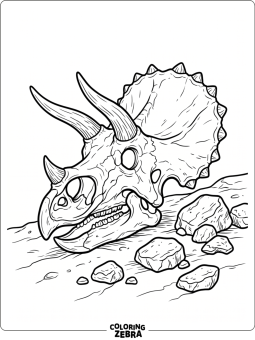 A triceratops skull bone beside a few stones