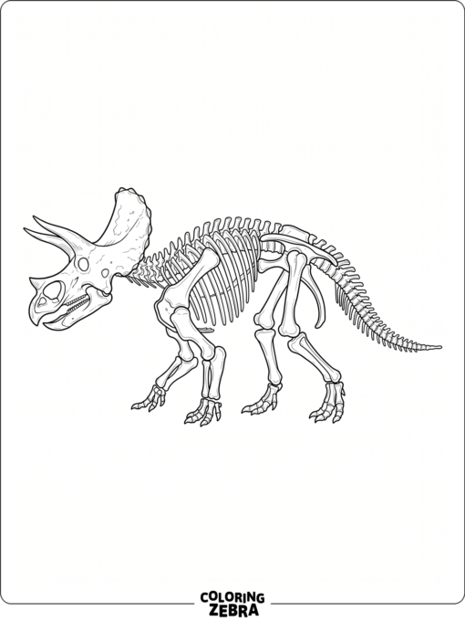 A triceratops skeleton shown in full view