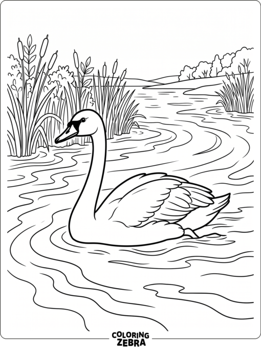 A trumpeter swan swimming on a broad river