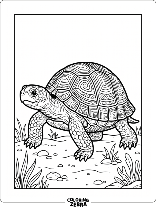A finished turtle illustration with bold shell lines