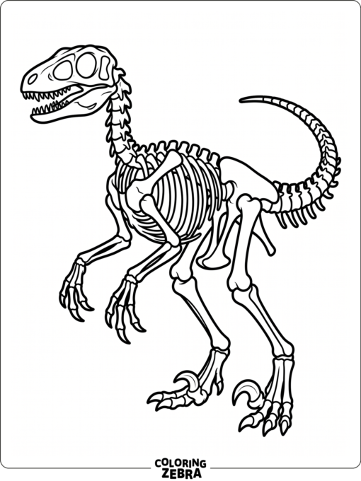 A velociraptor skeleton in side view