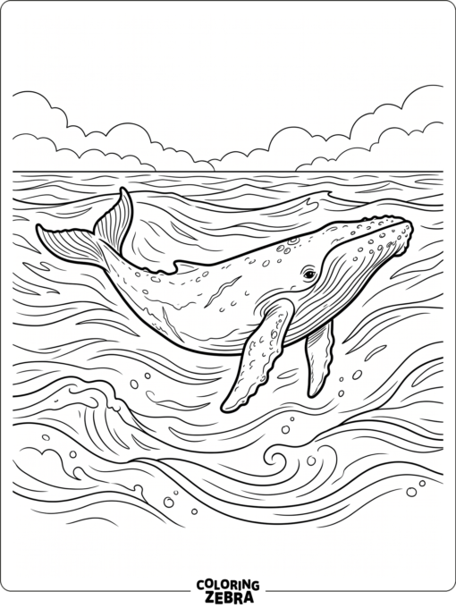 A whale swimming alone in the ocean