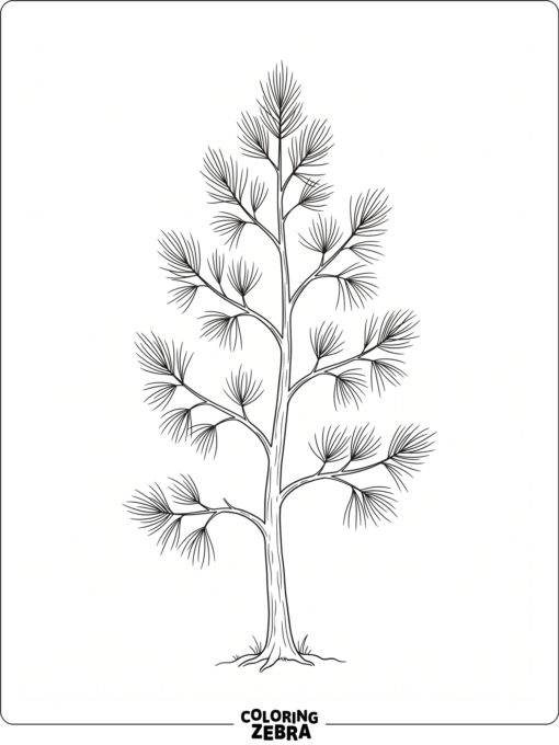 A white pine tree with long soft needles