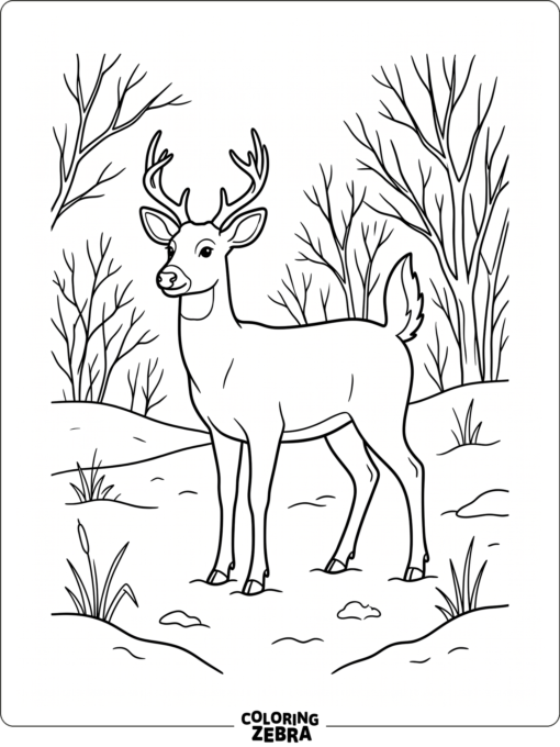 A white tailed deer standing in a snowy meadow