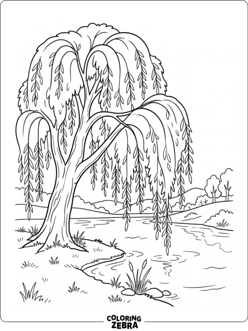 A willow tree with long hanging branches beside water