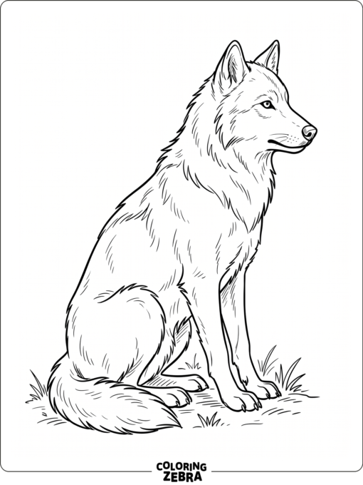 A seated wolf in sketch style