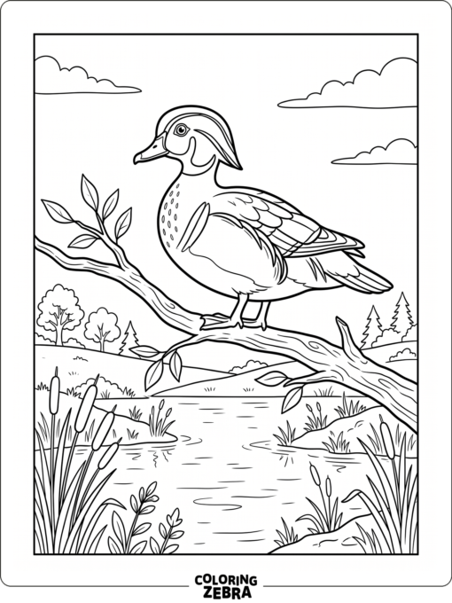 A wood duck perched on a branch