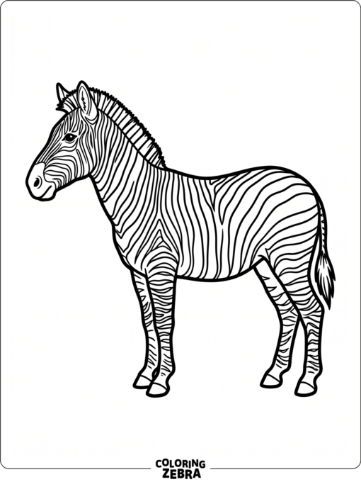 A zebra profile with a clean outline