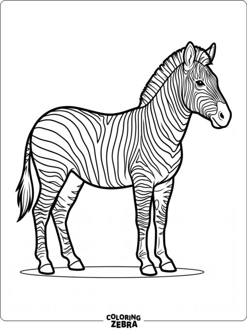 A clean zebra outline with empty background