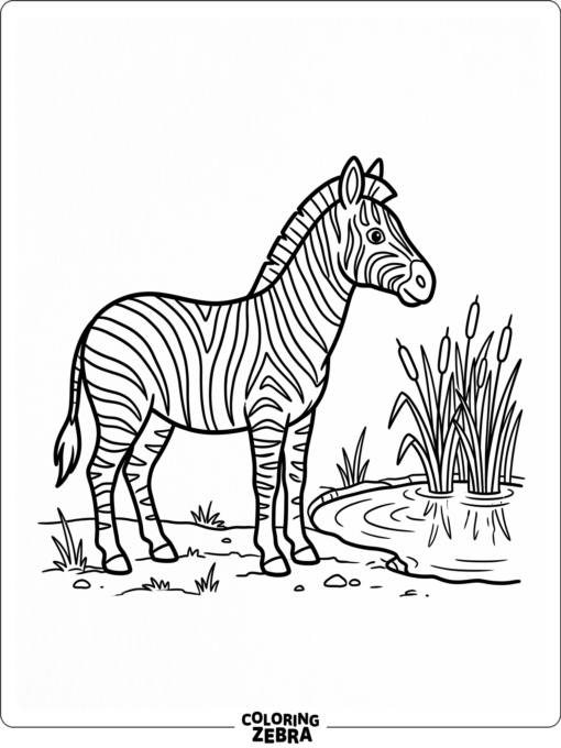 A zebra standing by a watering hole