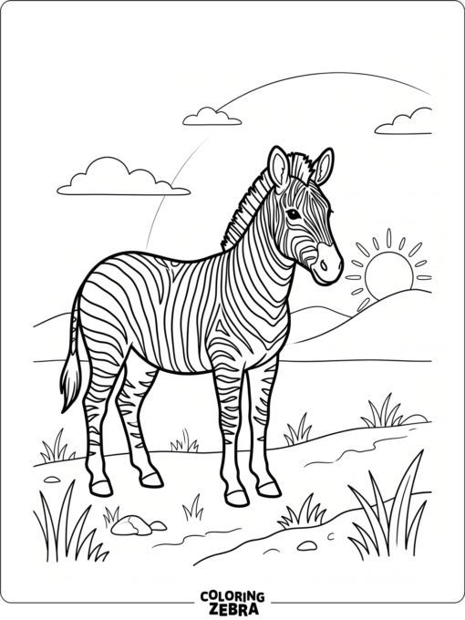 A single zebra in a simple field