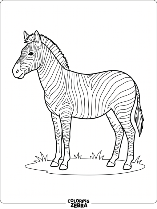 A zebra with blank stripe spaces