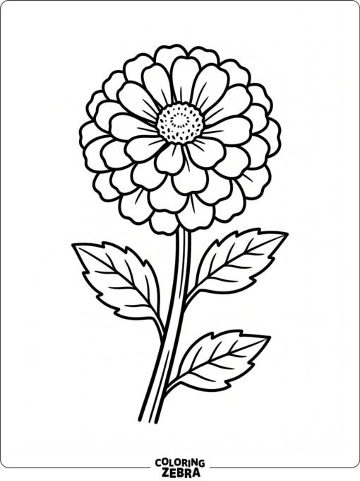 A zinnia bloom with layered petals and a stem
